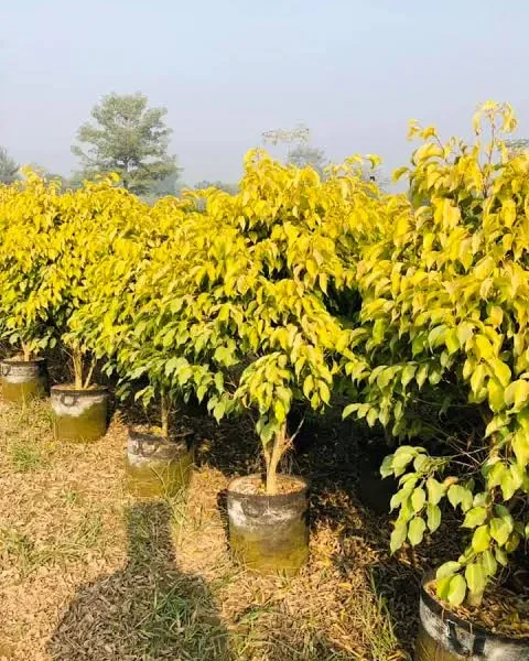 Golden Ficus (Ficus microcarpa ‘Golden’ / ‘Golden Hawaii’) 🌿💛