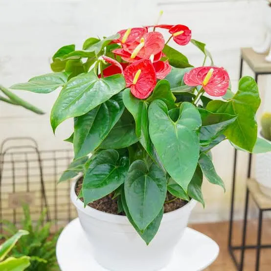 Anthurium flamingo