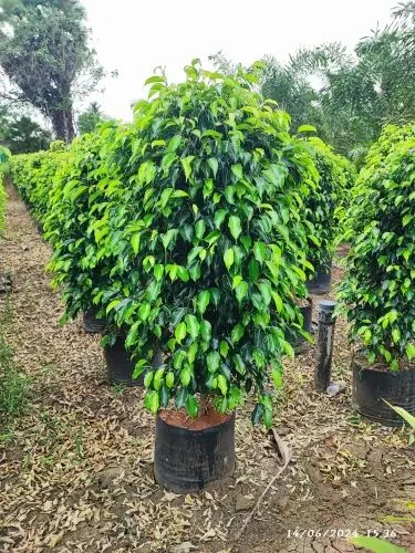 Black Ficus Benjamina (Ficus benjamina ‘Black’ / ‘Midnight’) 🌿🖤