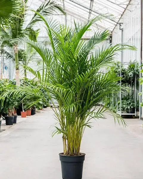 Arica Palm (Golden Palm)